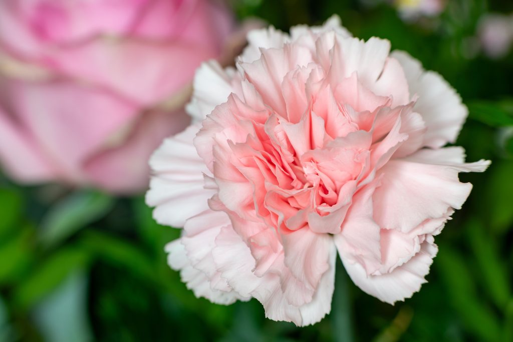 Pink carnation