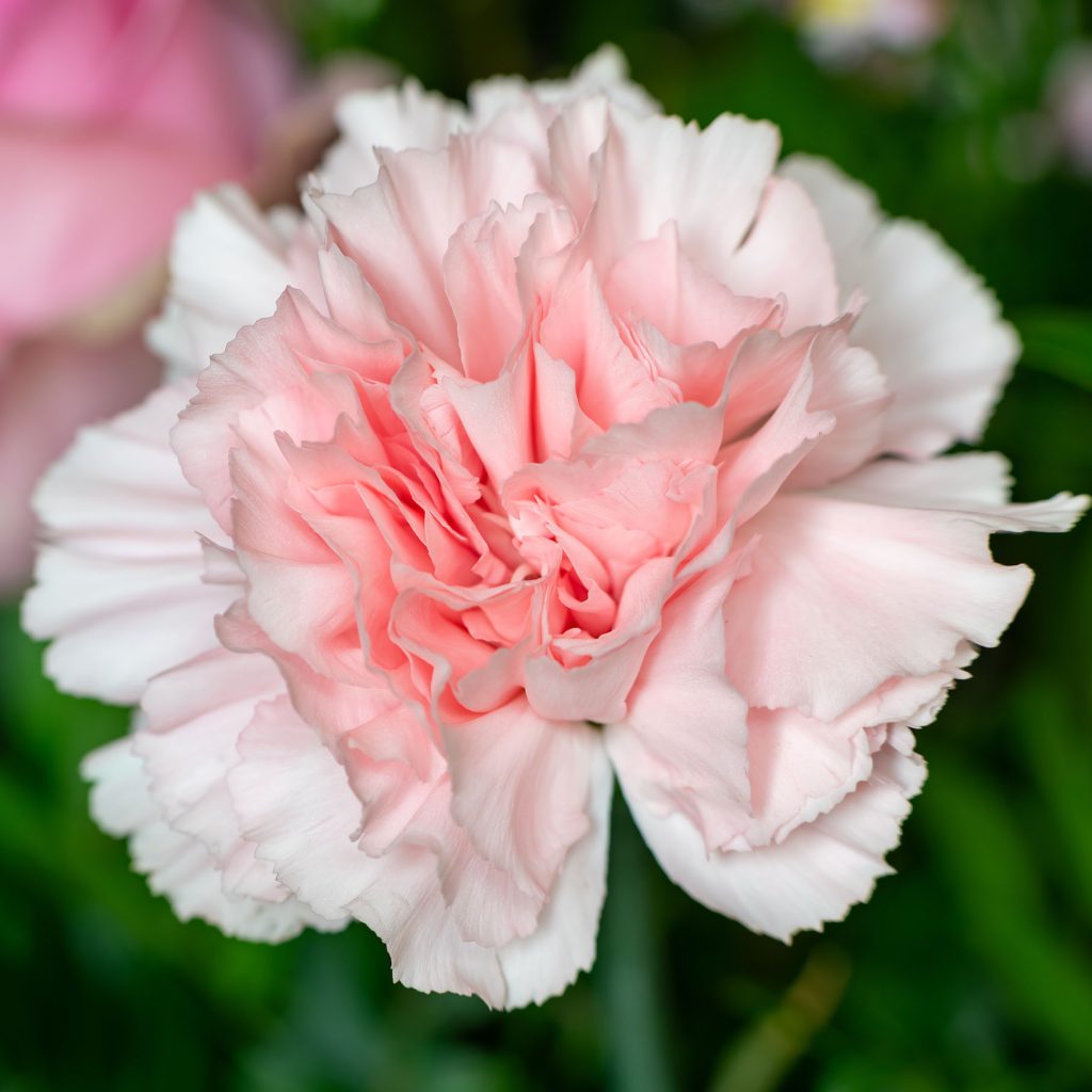 Pink carnation