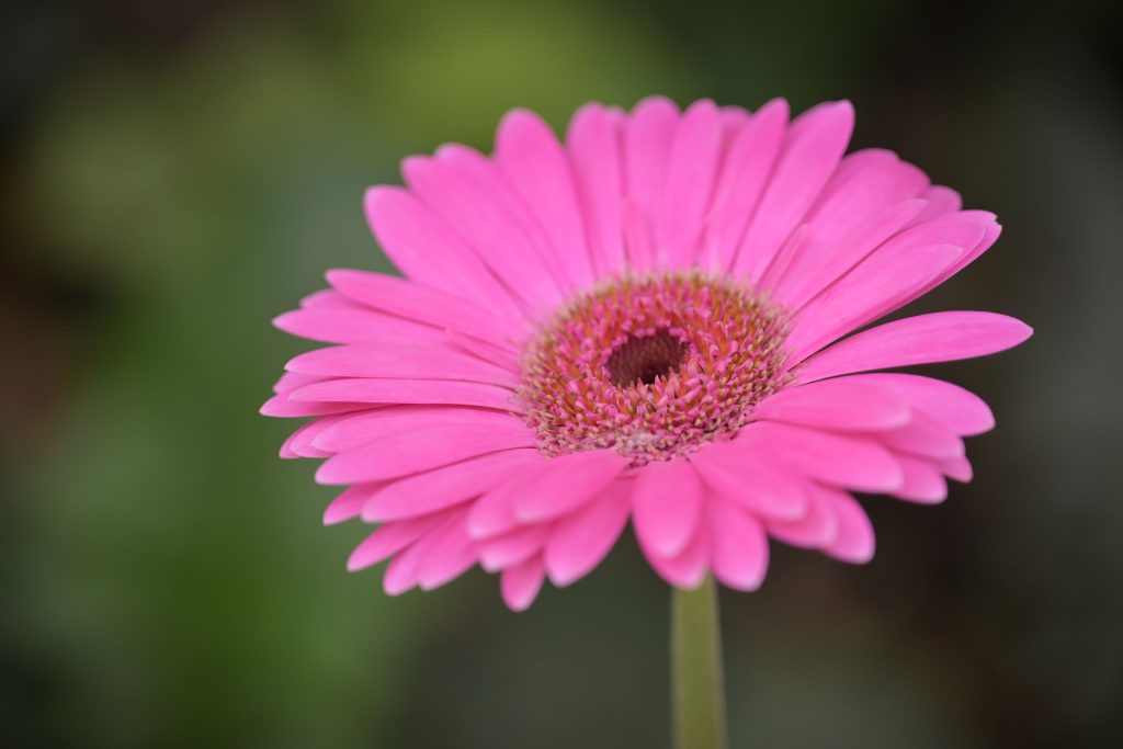 Pink gerbera daisy