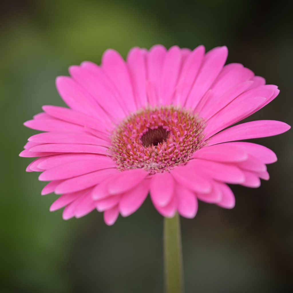 Pink gerbera daisy