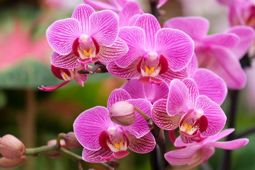 Pink Orchid
