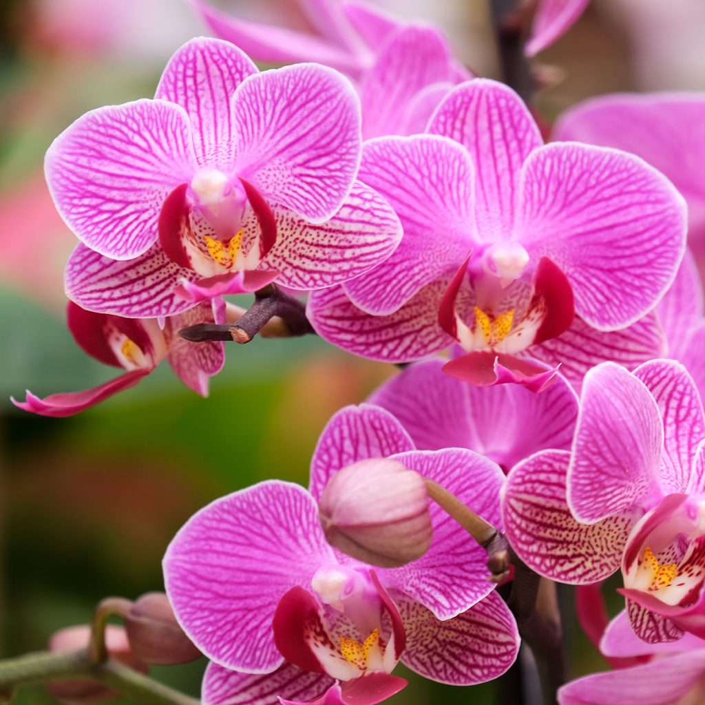 Pink Orchid