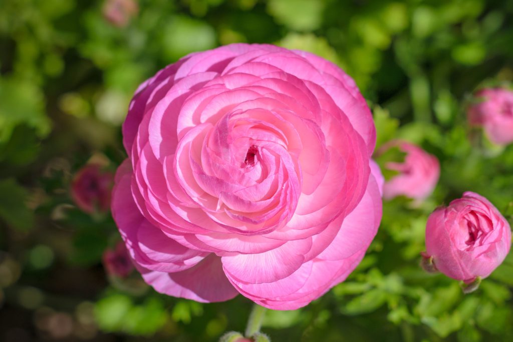 Pink Ranunculus