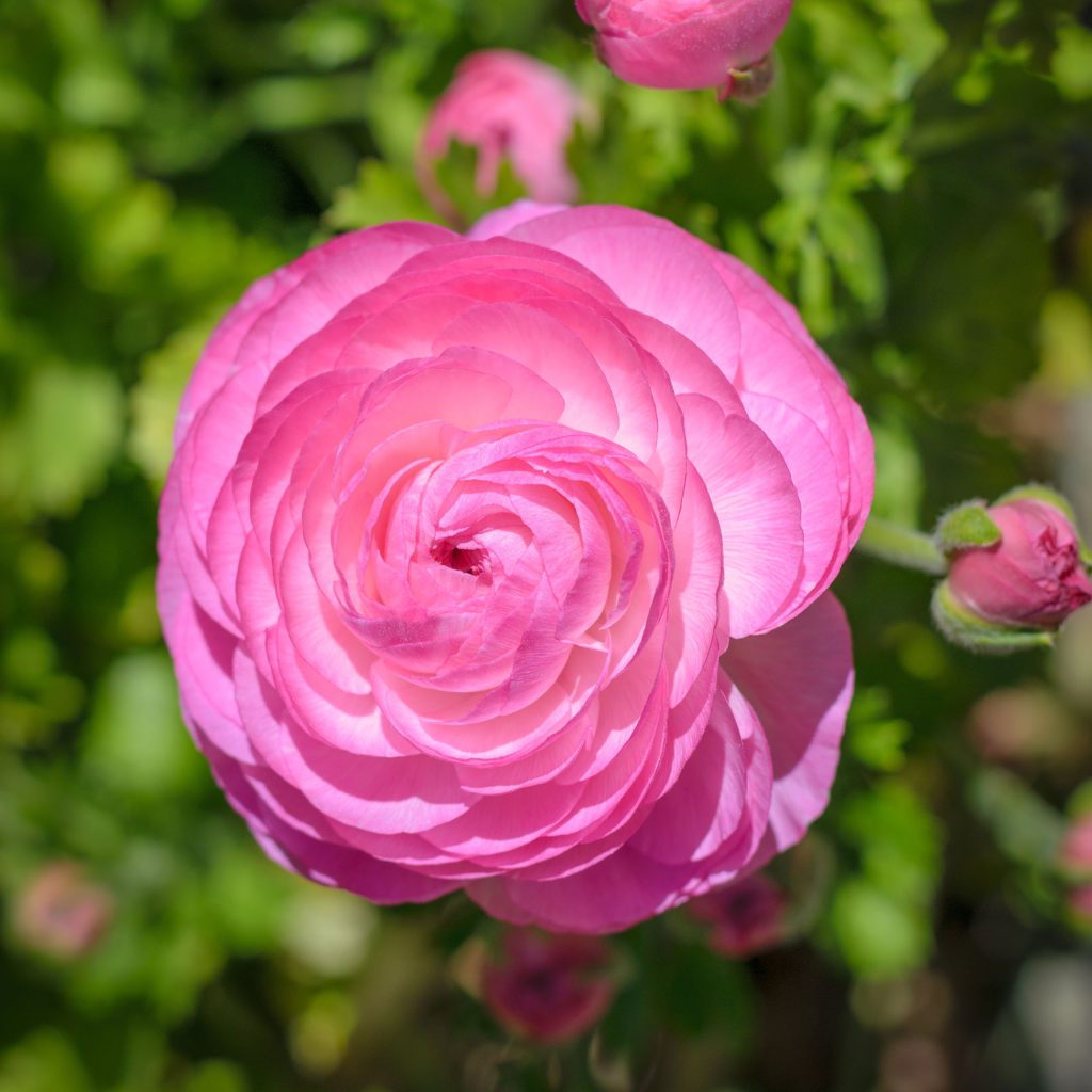 Pink Ranunculus