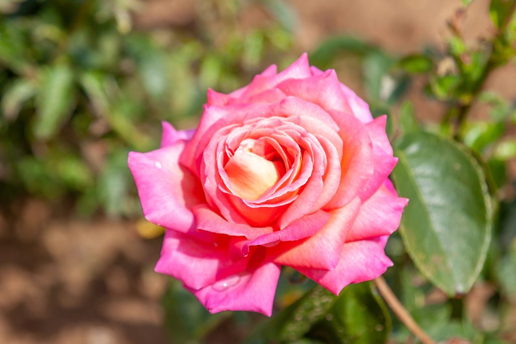 Pink rose