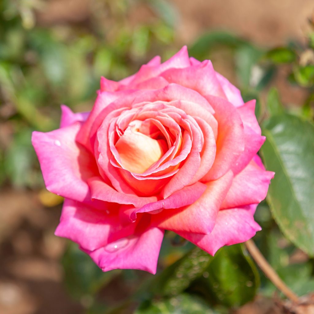 Pink rose