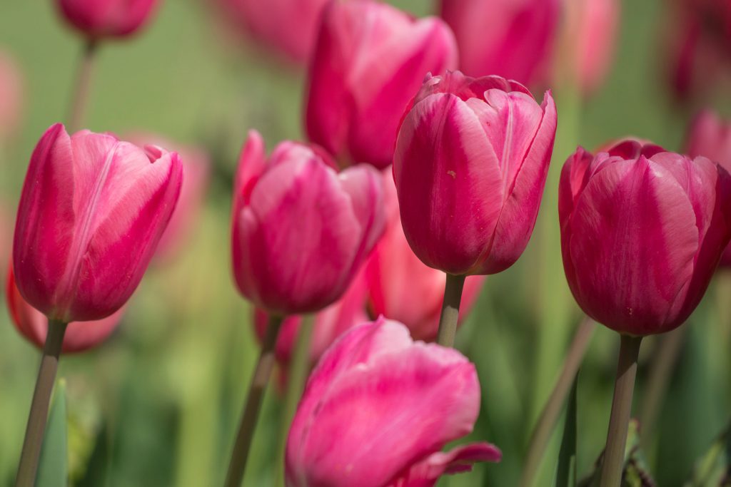 Pink tulips