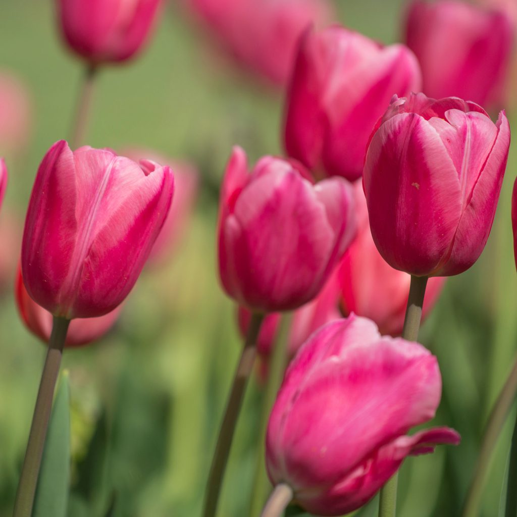 Pink tulips