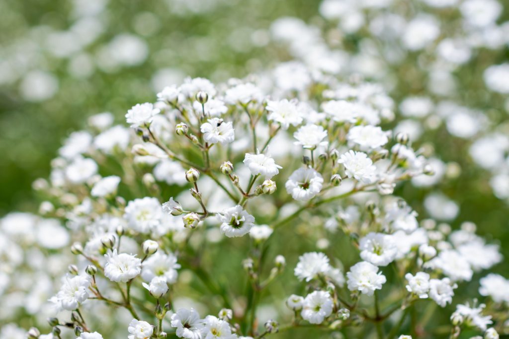 White baby's breath