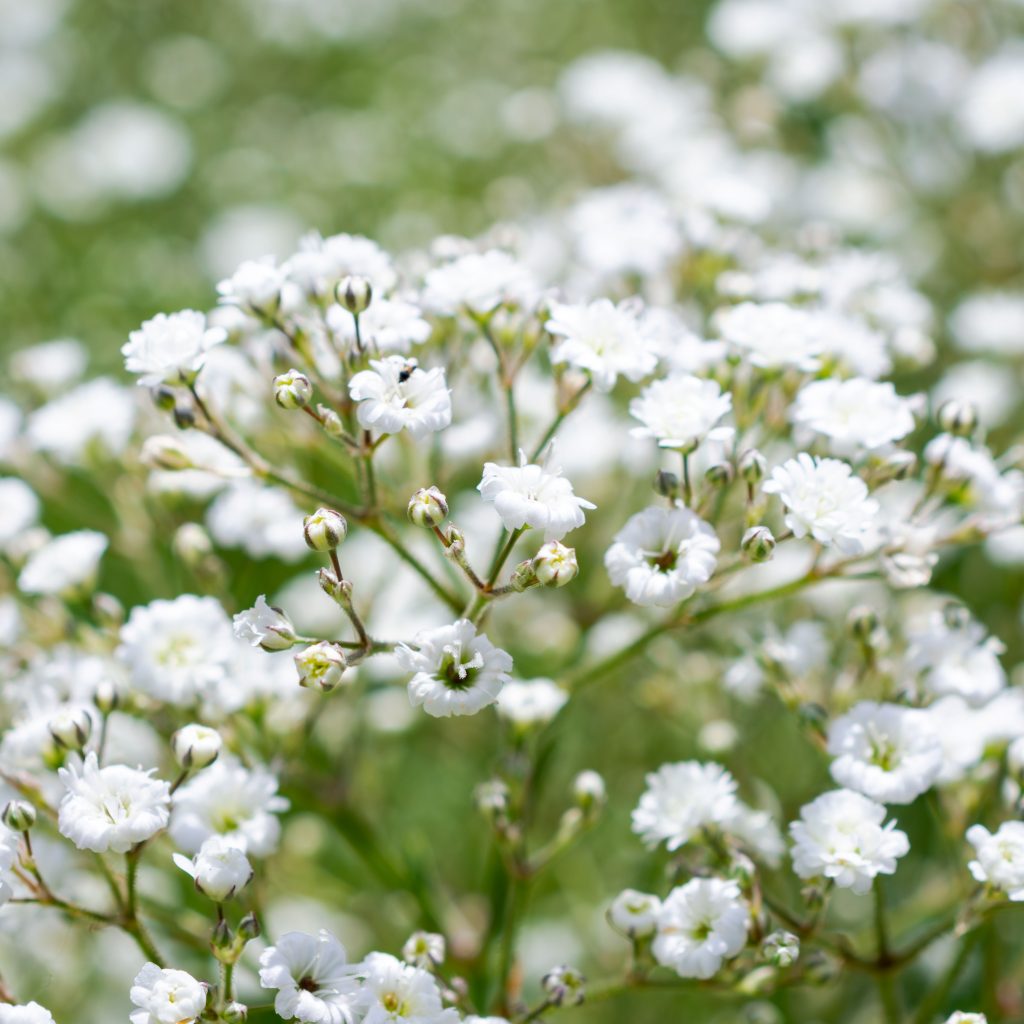 White baby's breath