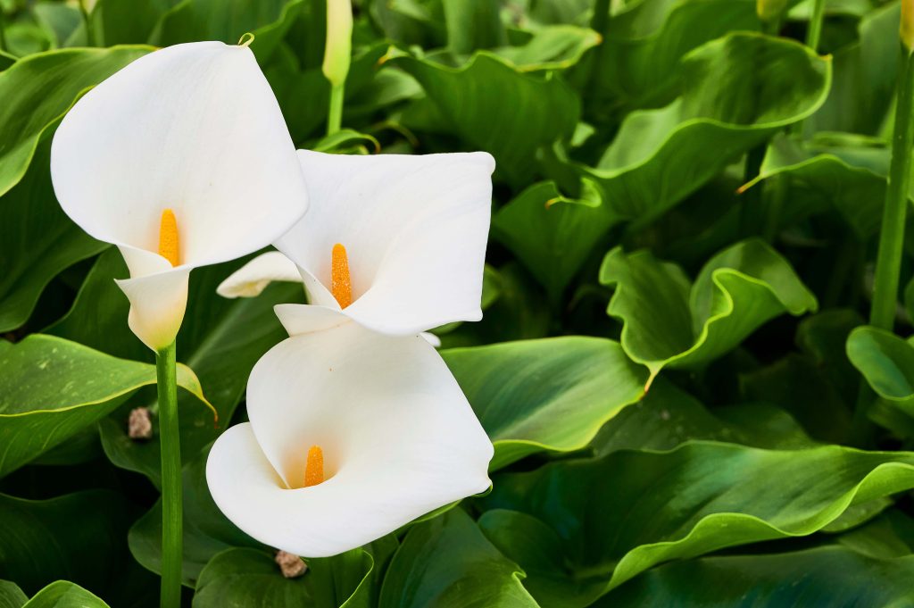 White Calla lilies