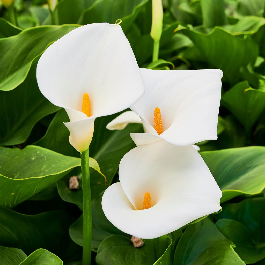 White calla lilies