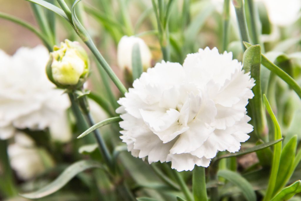 White carnation