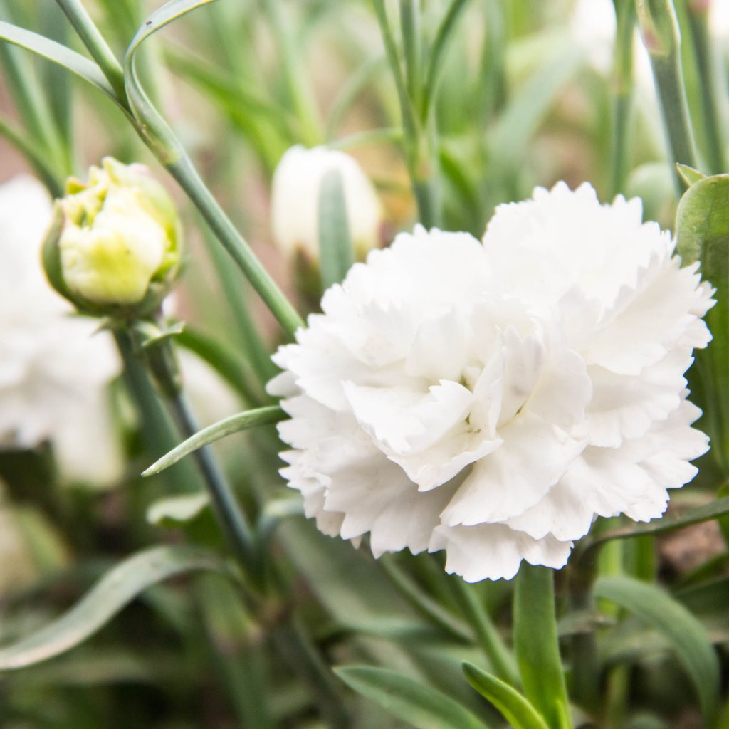 White carnation