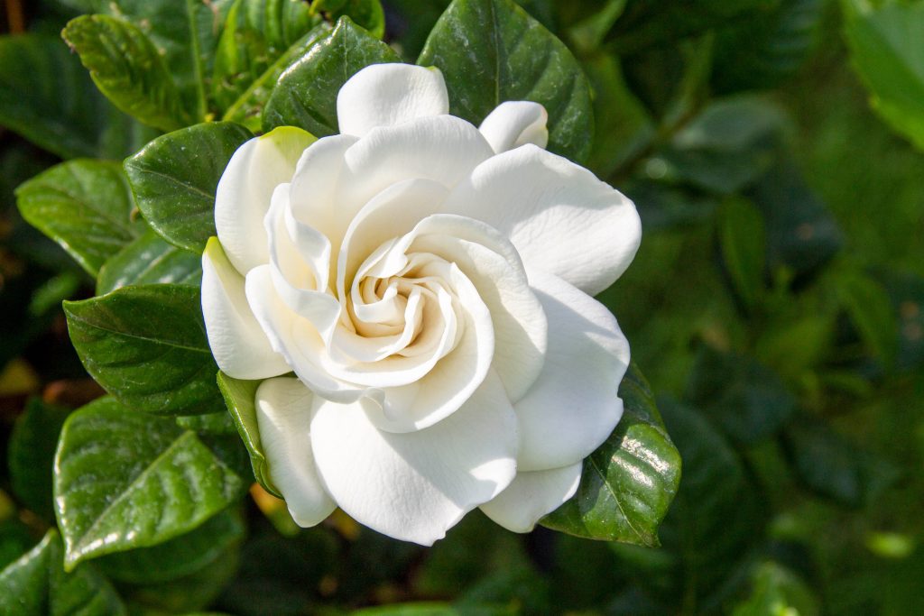 White gardenia