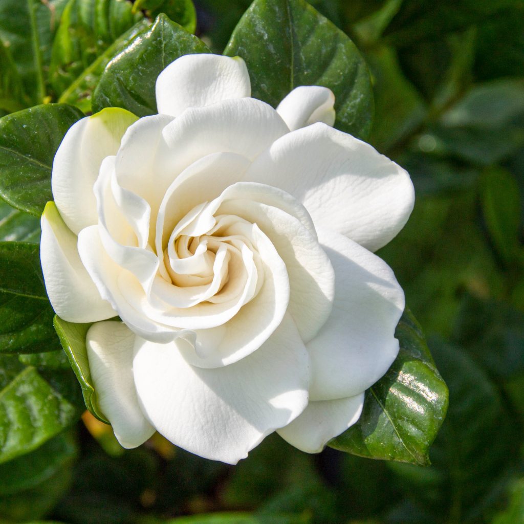White gardenia