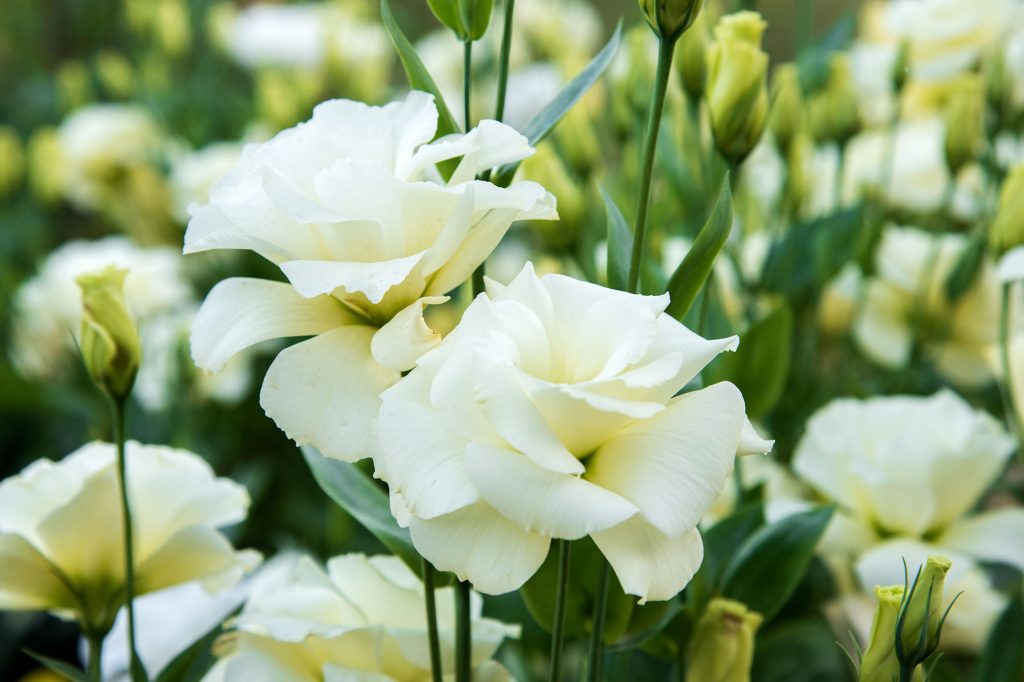 White lisianthus