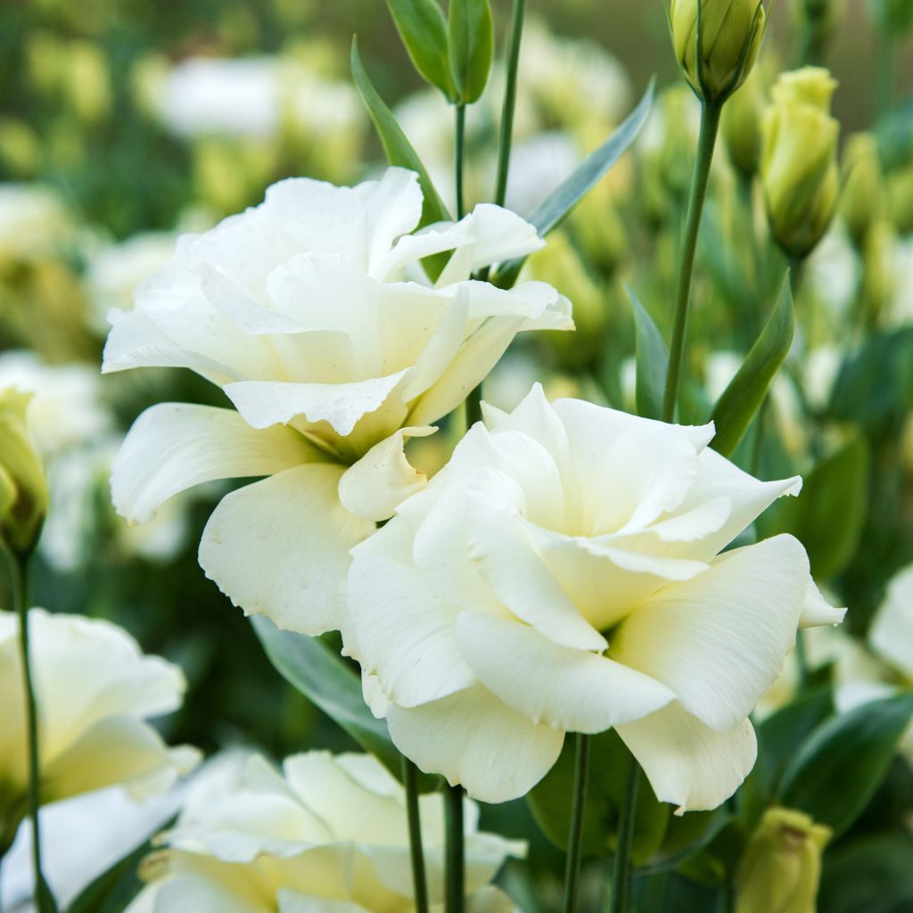 White lisianthus