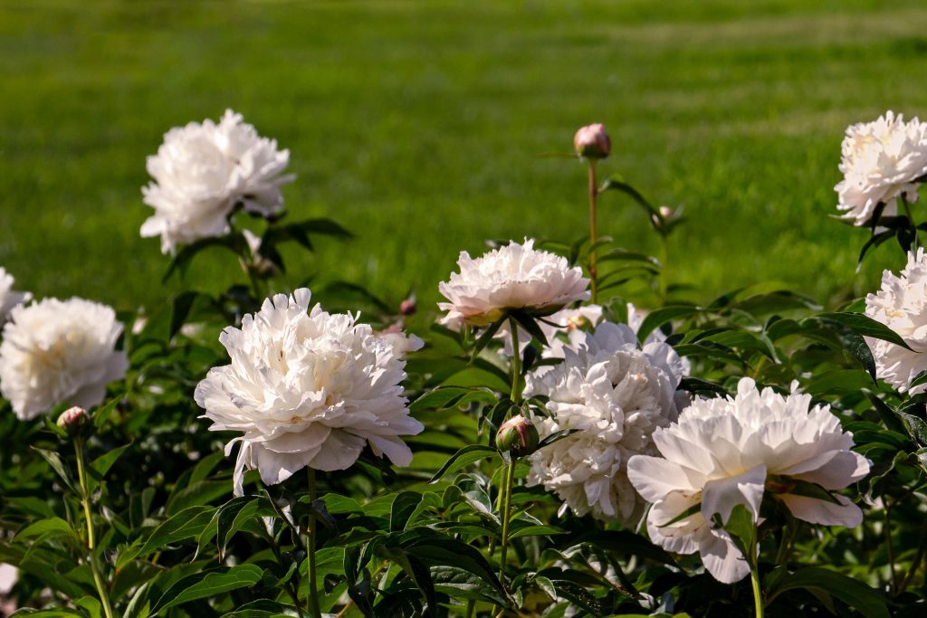 White peonies