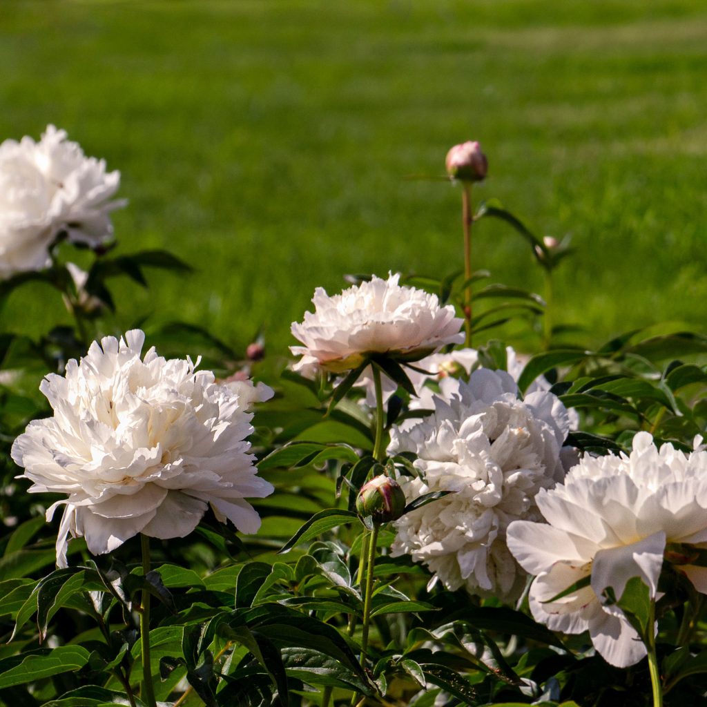 White peonies